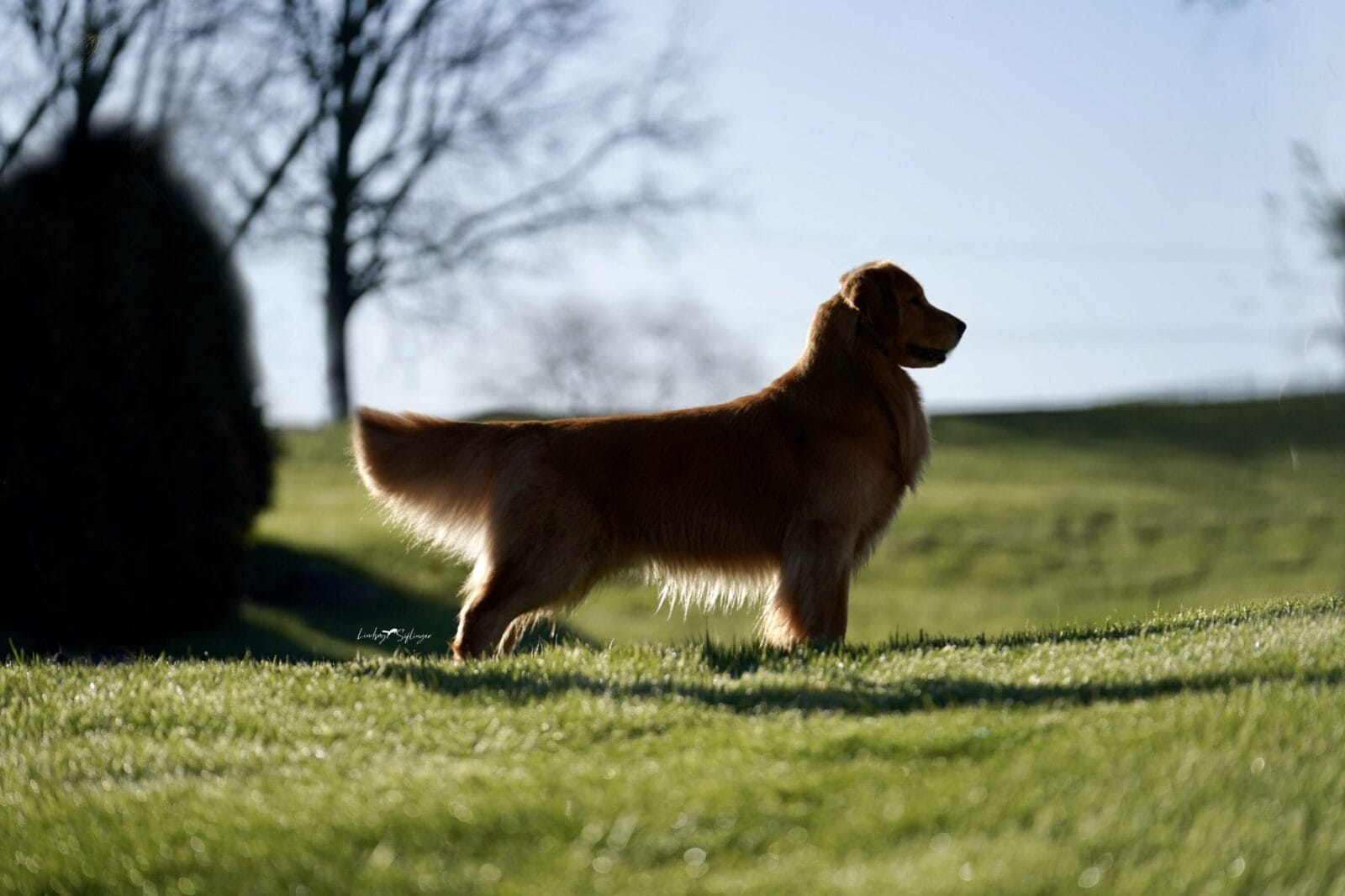 Photo of GCH Champagne’s Gibby’s High Inside Fastball, a  Golden Retriever.