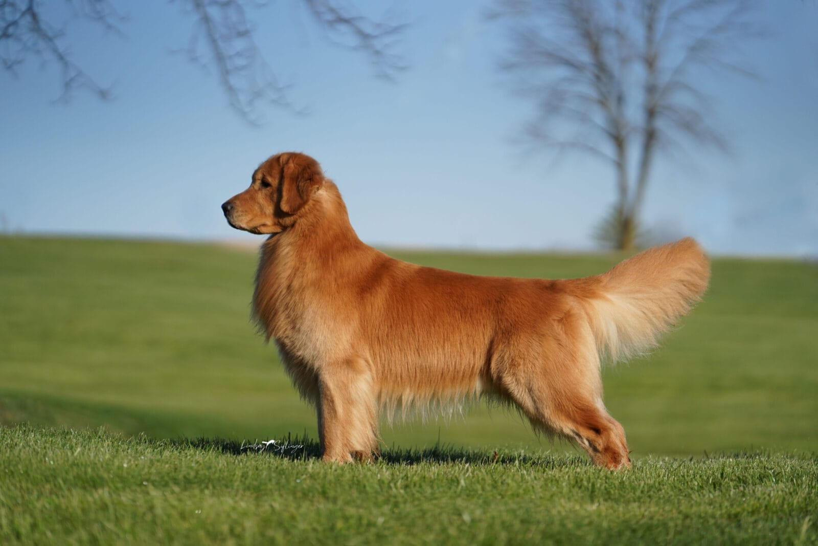 Photo of GCH Champagne’s Gibby’s High Inside Fastball, a  Golden Retriever.