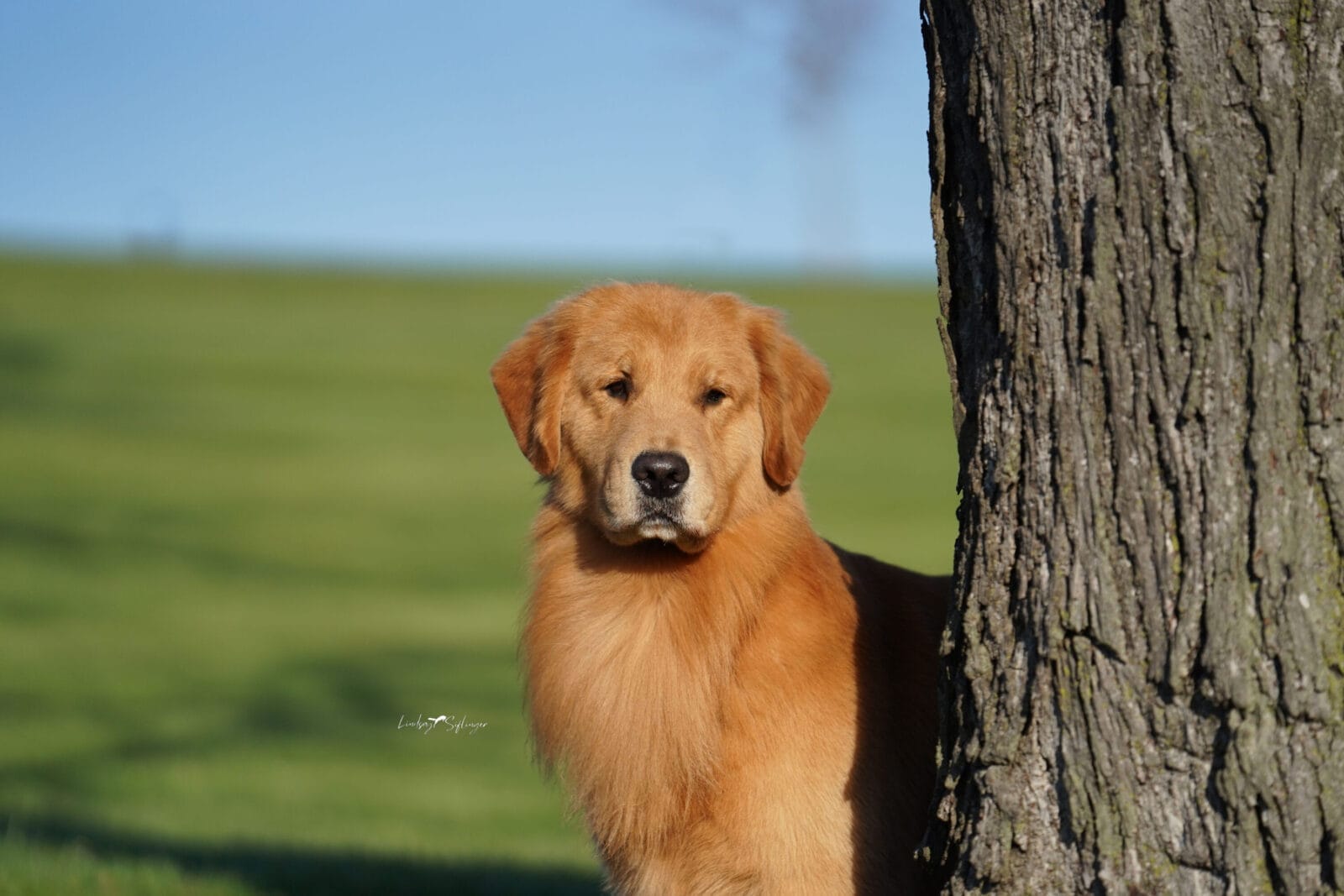 Photo of GCH Champagne’s Gibby’s High Inside Fastball, a  Golden Retriever.