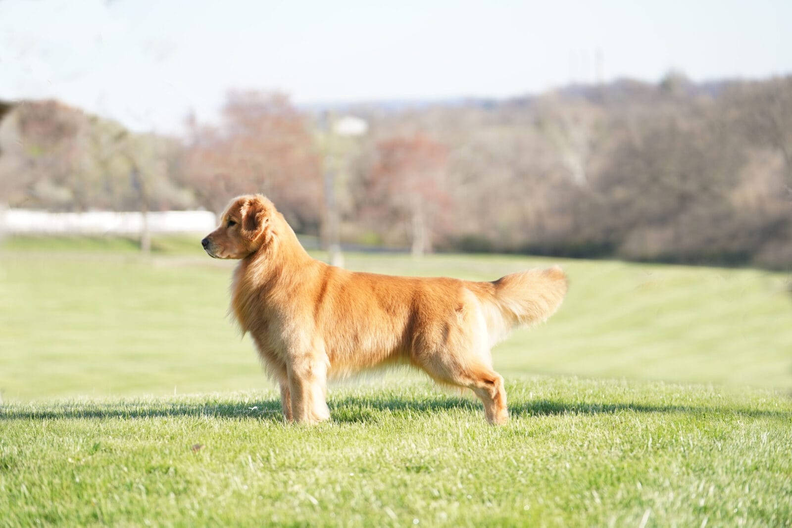 Photo of GCH Champagne’s Gibby’s High Inside Fastball, a  Golden Retriever.