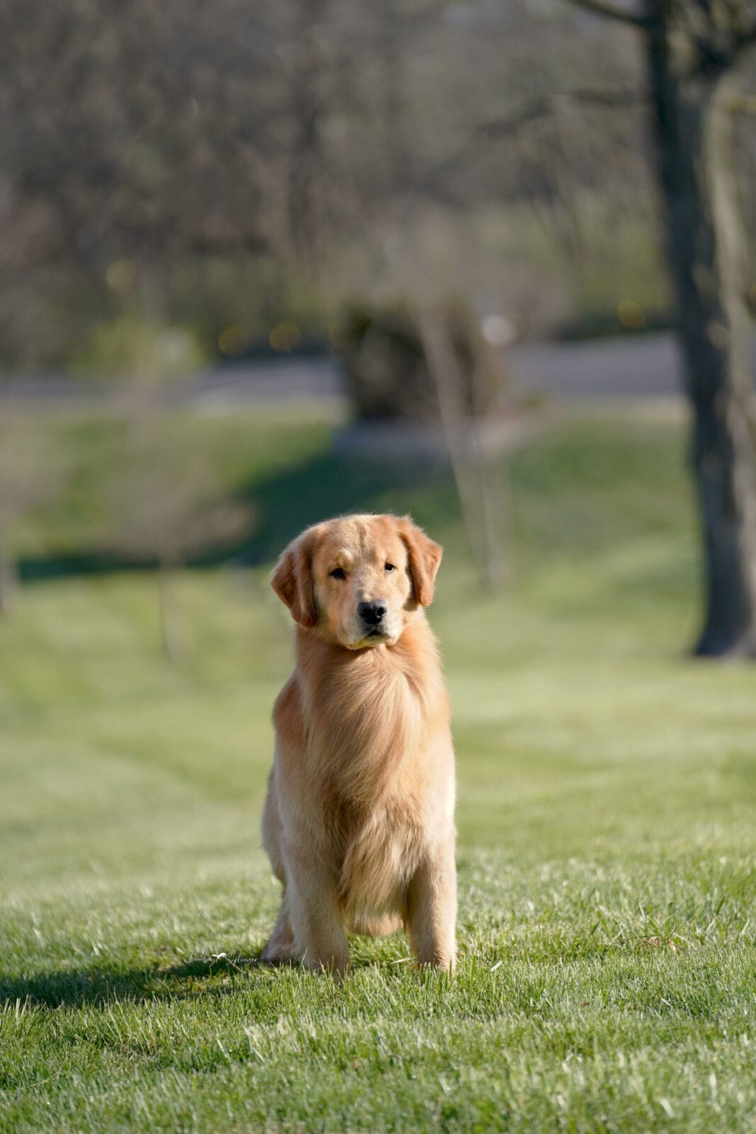 Photo of GCH Champagne’s Gibby’s High Inside Fastball, a  Golden Retriever.
