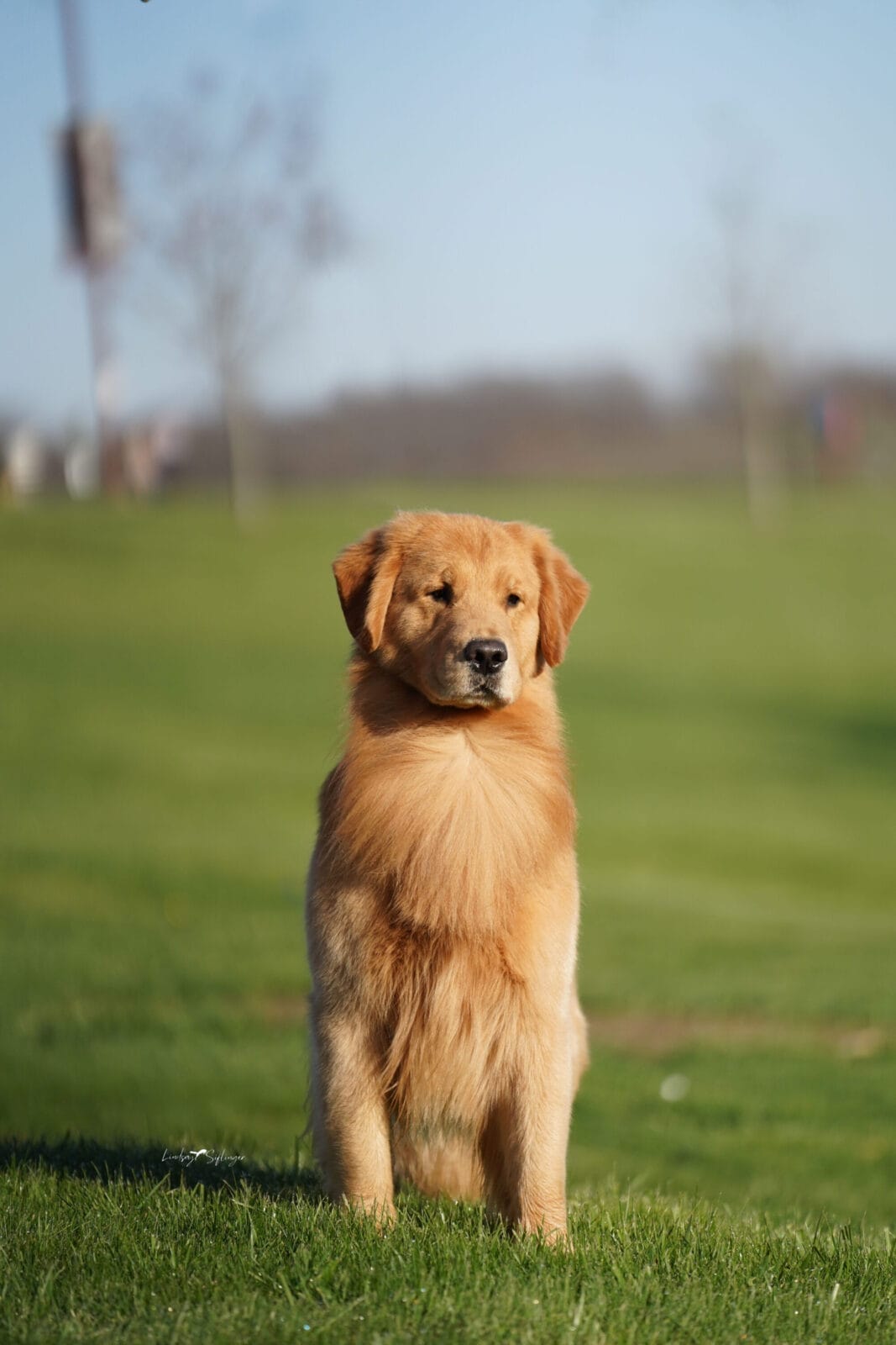 Photo of GCH Champagne’s Gibby’s High Inside Fastball, a  Golden Retriever.