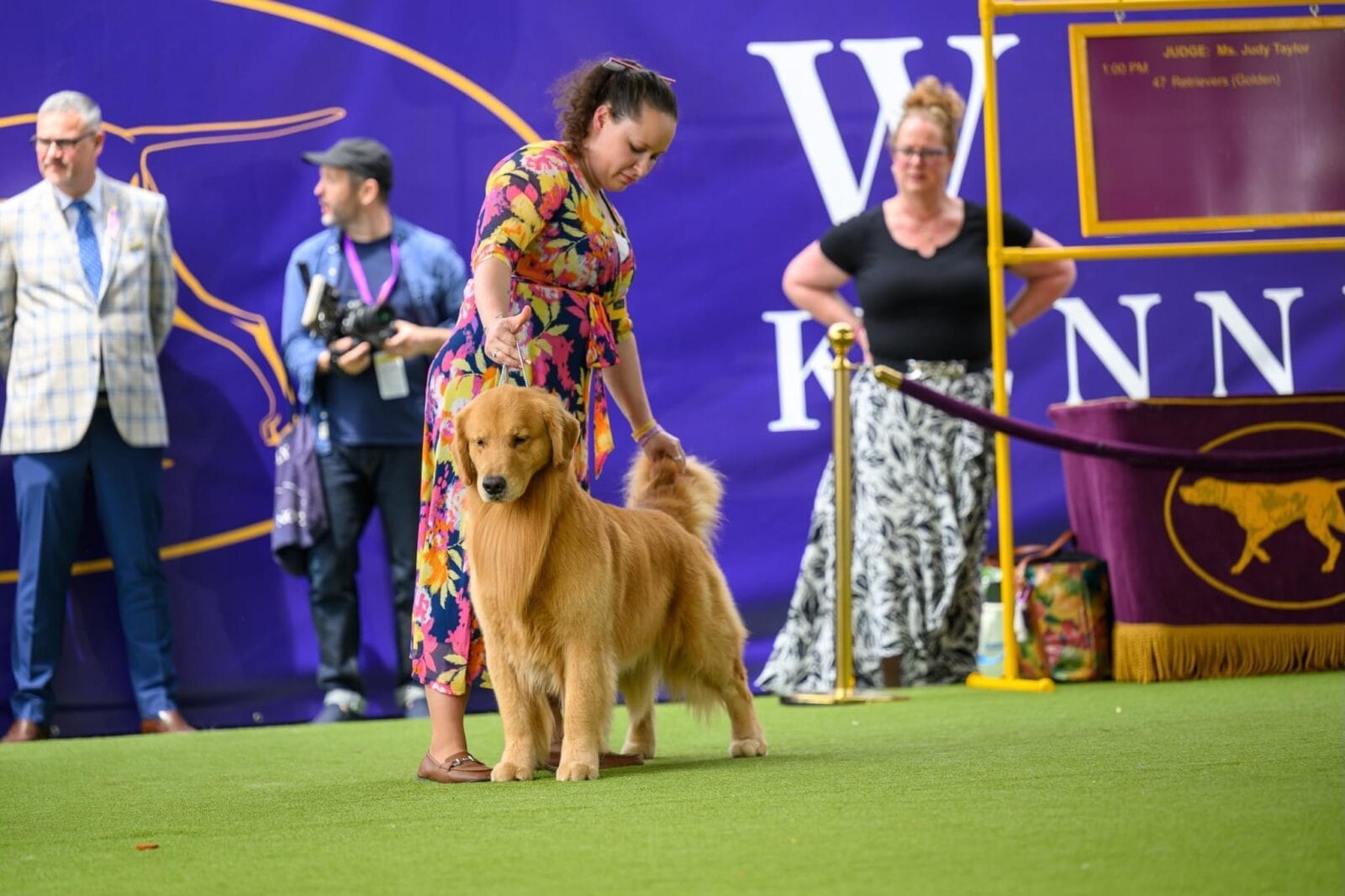 Photo of GCH Champagne’s Gibby’s High Inside Fastball, a  Golden Retriever.