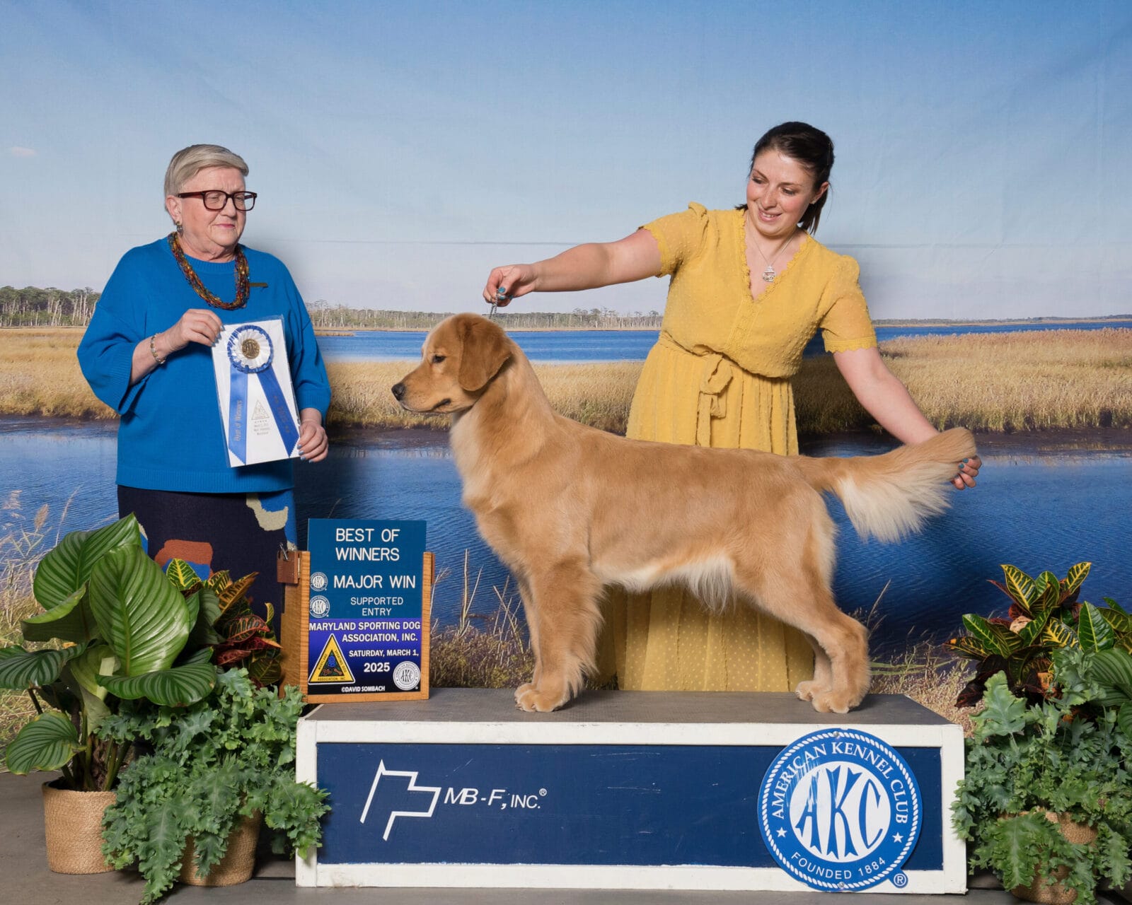 Photo of Forever’s Sippin’ On Fire, a  Golden Retriever.