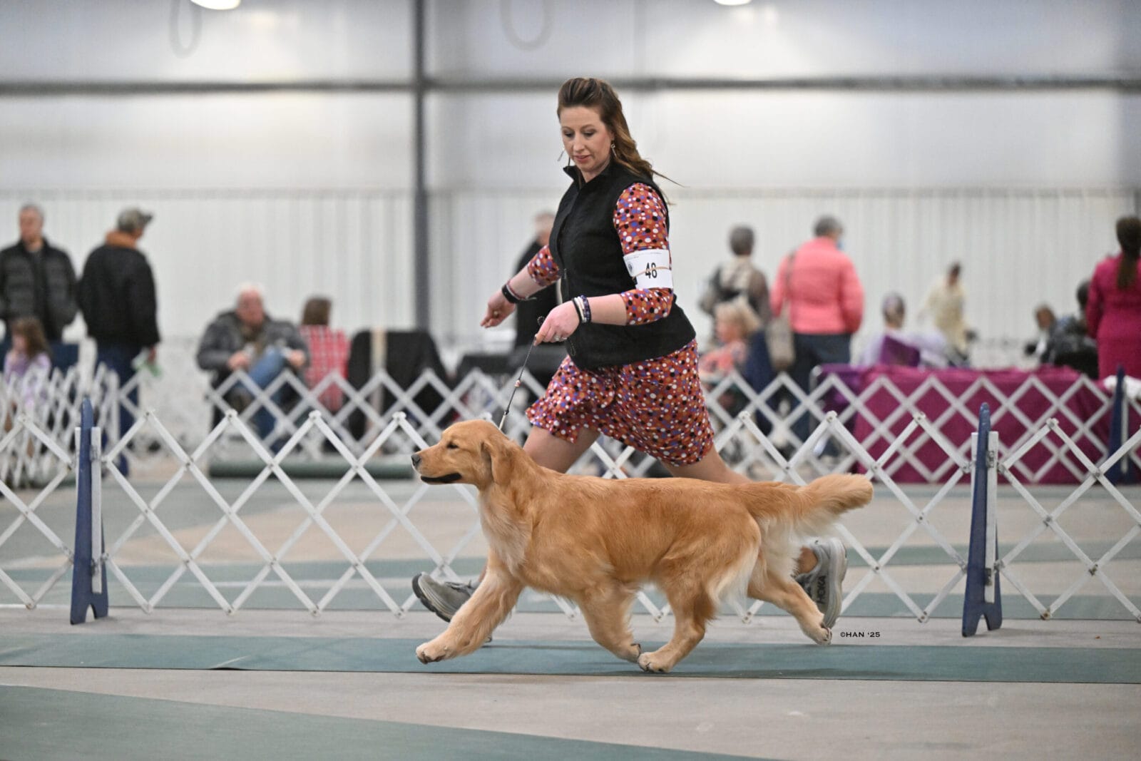 Photo of CH Zumbro & Forever’s Essence of Allure, a  Golden Retriever.