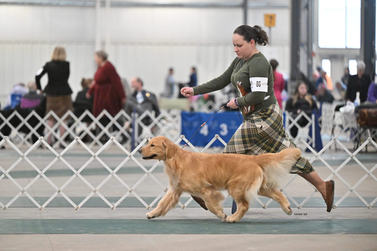 Photo of CH Zumbro & Forever’s Essence of Allure, a  Golden Retriever.