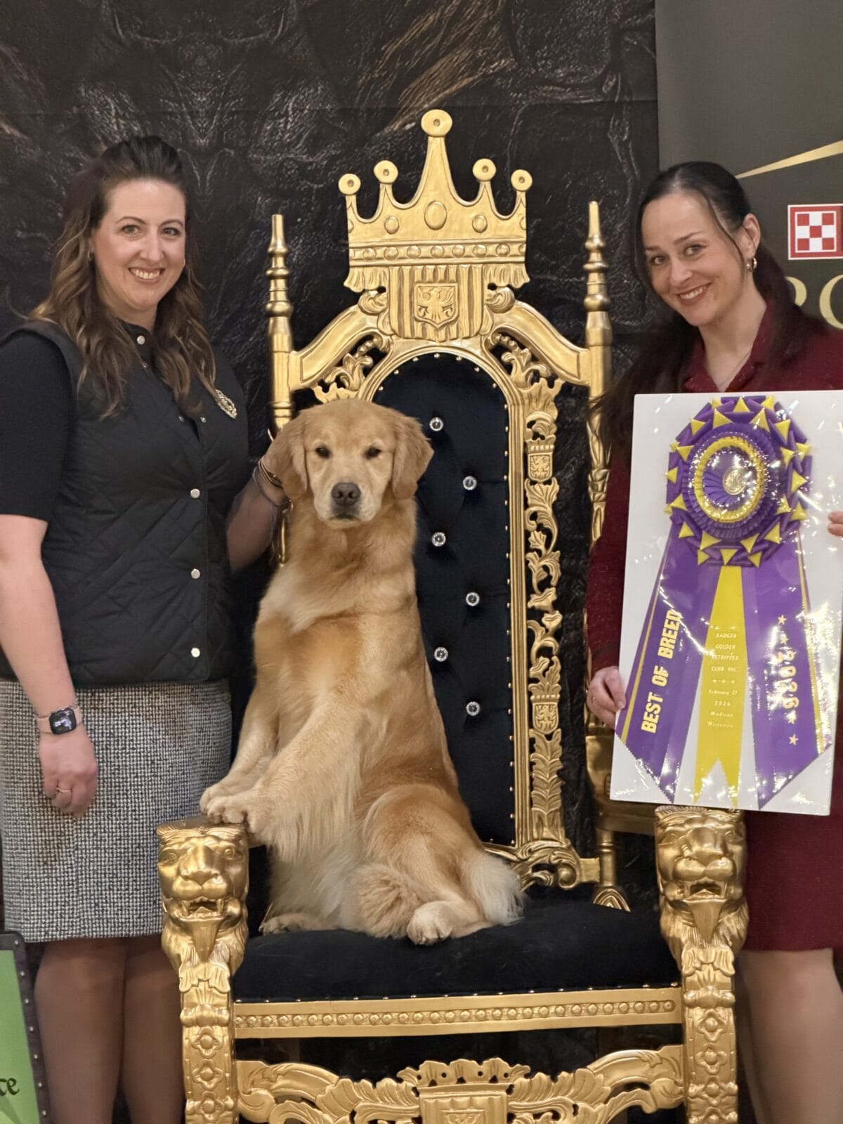 Photo of BISS GCH Zumbro & Forever’s Essence of Allure, a  Golden Retriever.