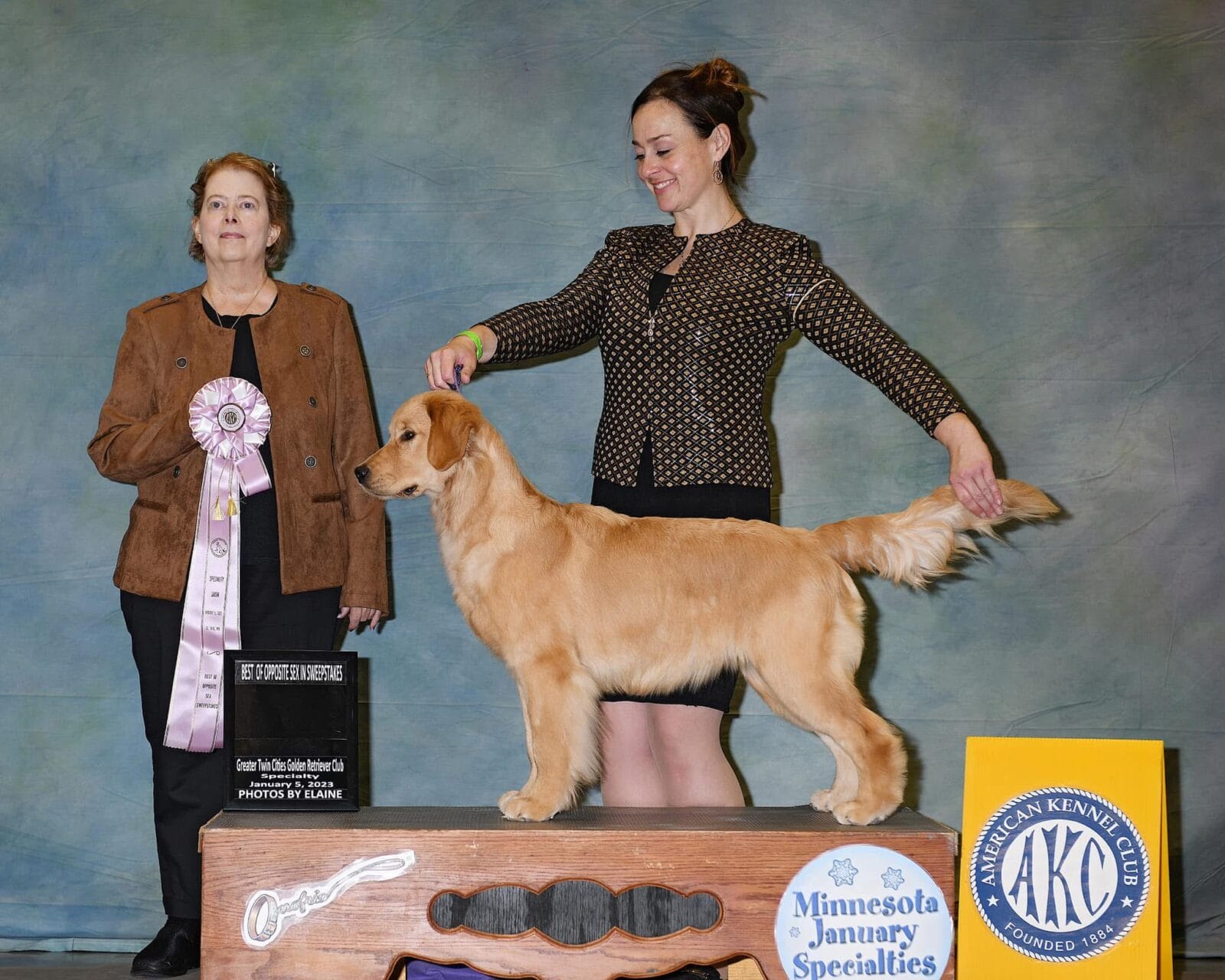 Photo of CH Zumbro & Forever’s Essence of Allure, a  Golden Retriever.