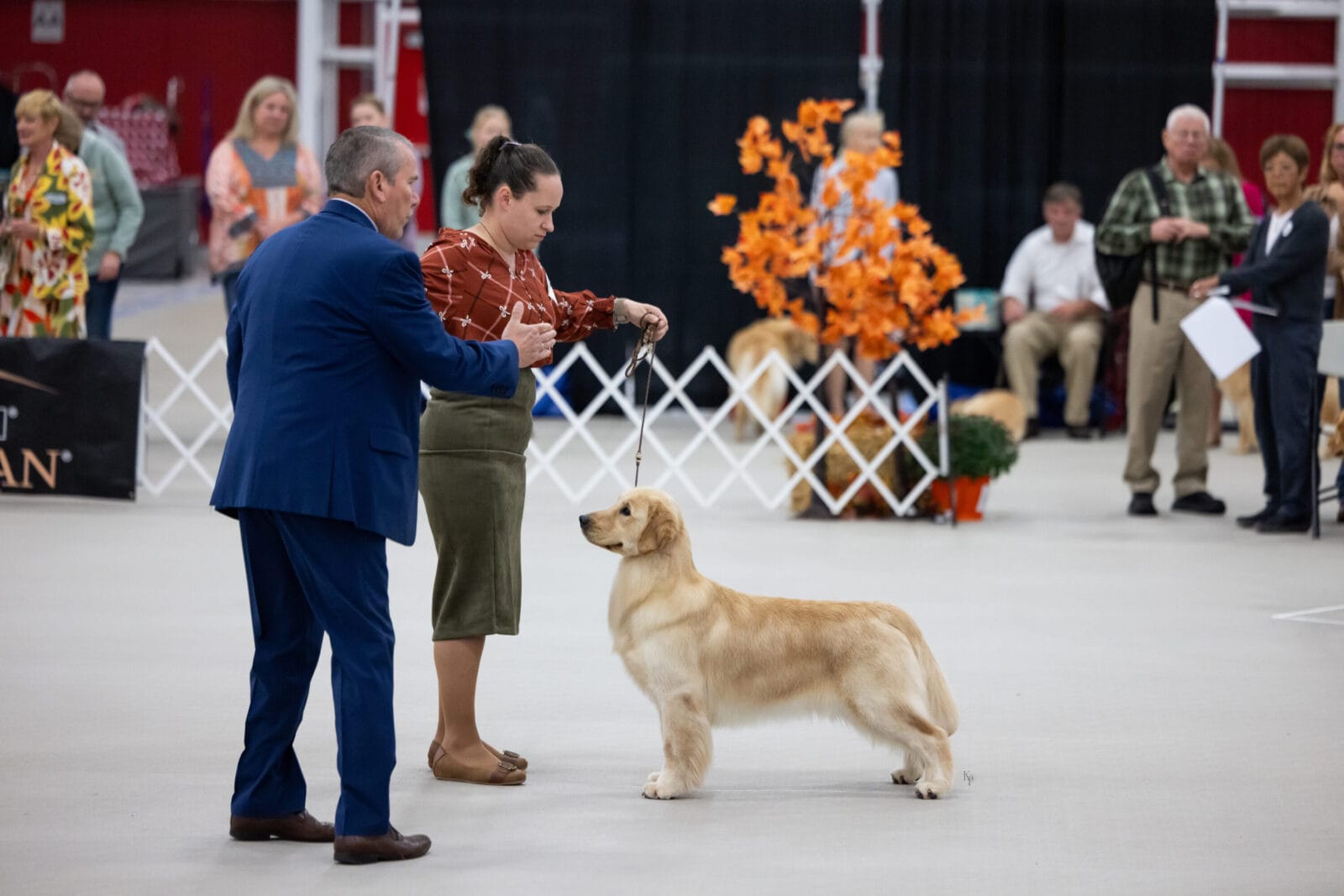 Photo of Forever’s Don’t Take My Man at PrairieWyn, a  Golden Retriever.