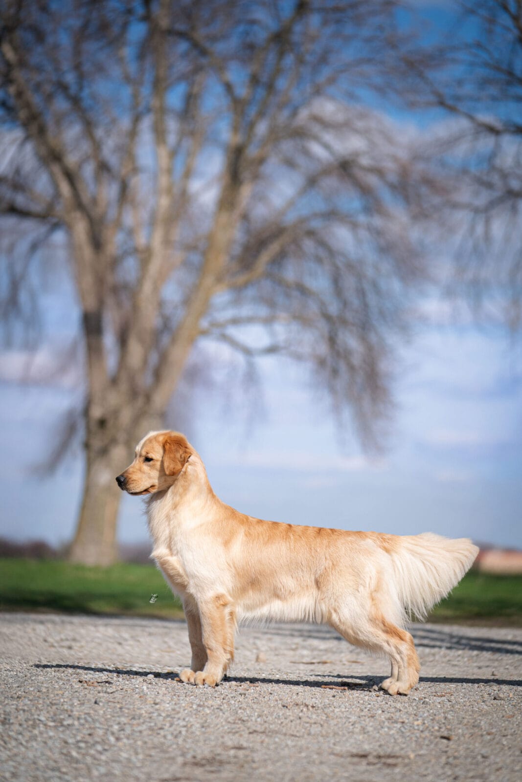 Photo of Forever’s Don’t Take My Man at PrairieWyn, a  Golden Retriever.