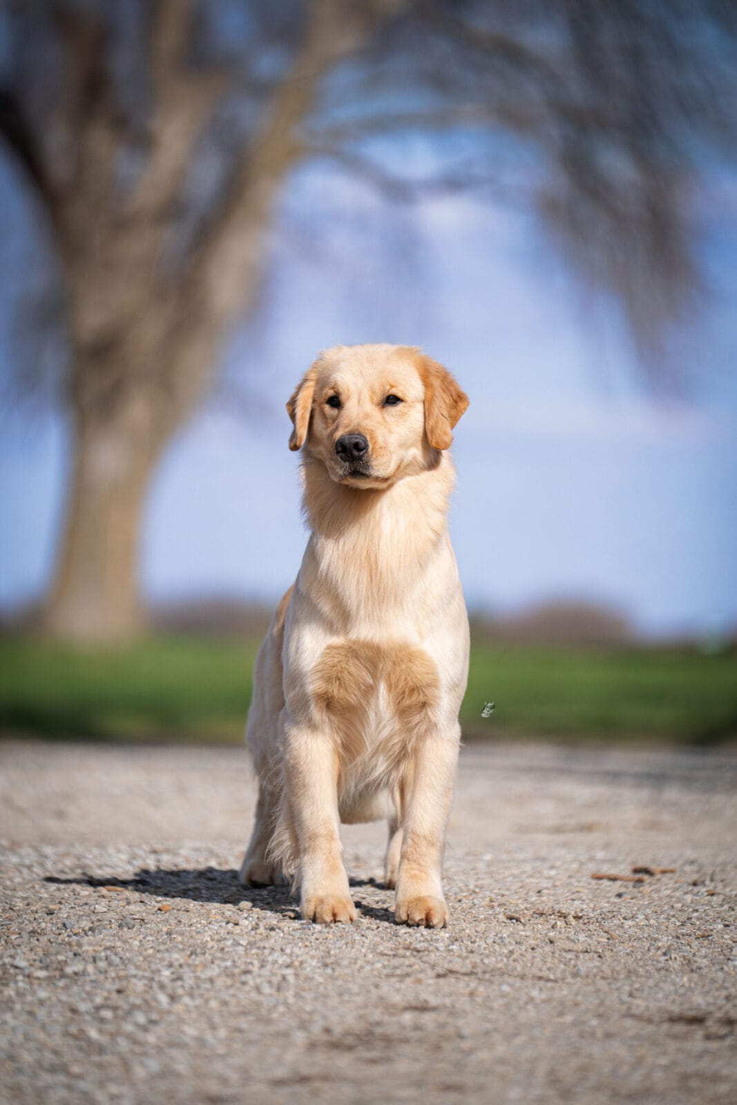 Photo of Forever’s Don’t Take My Man at PrairieWyn, a  Golden Retriever.