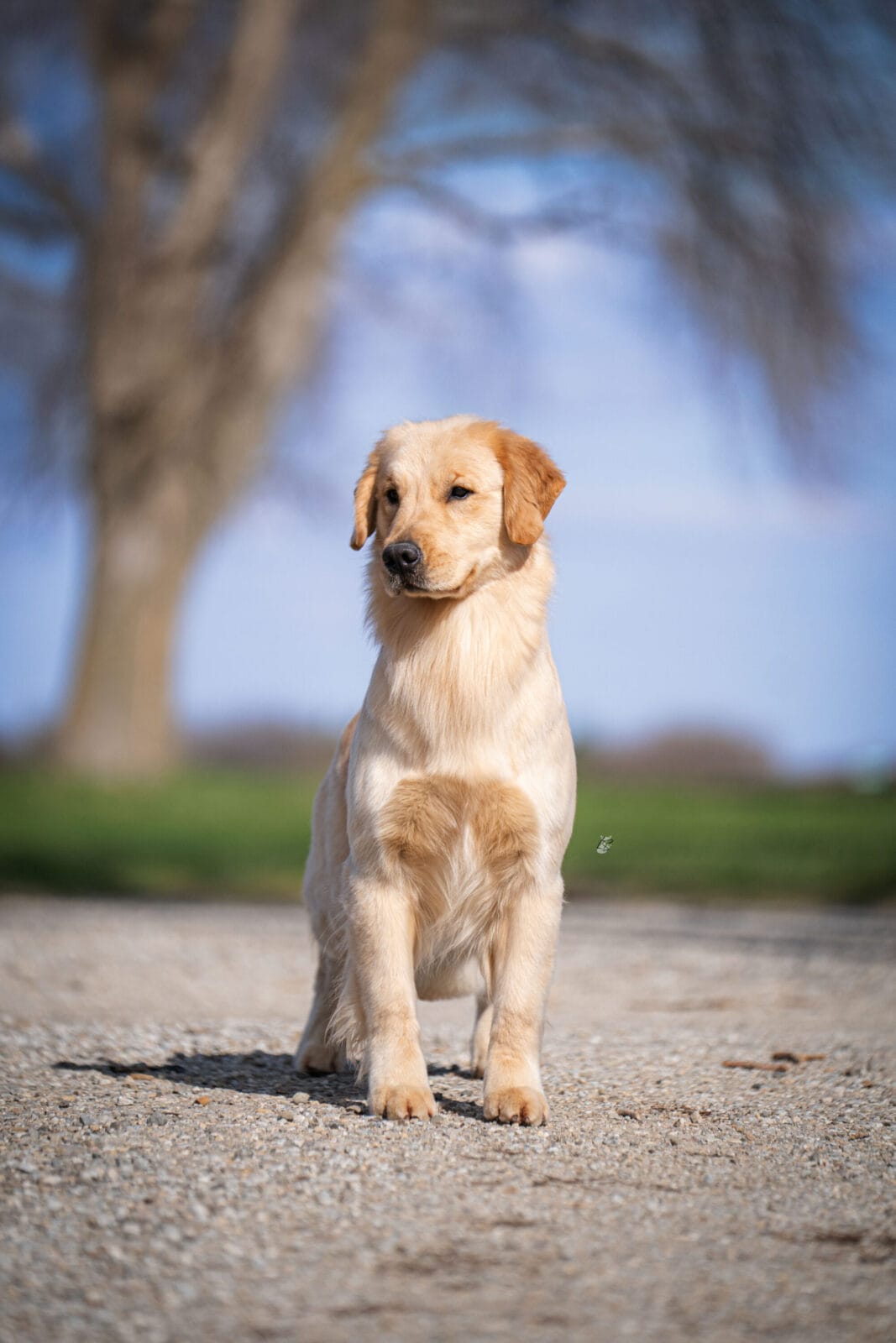 Photo of Forever’s Don’t Take My Man at PrairieWyn, a  Golden Retriever.