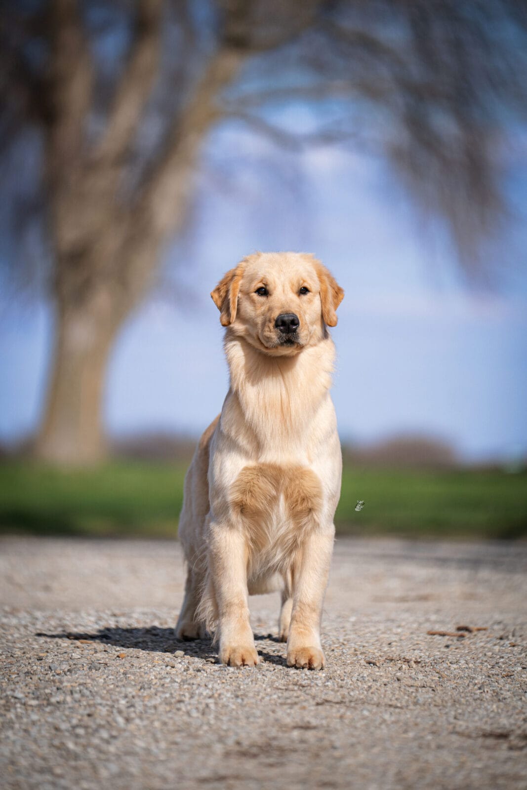 Photo of Forever’s Don’t Take My Man at PrairieWyn, a  Golden Retriever.