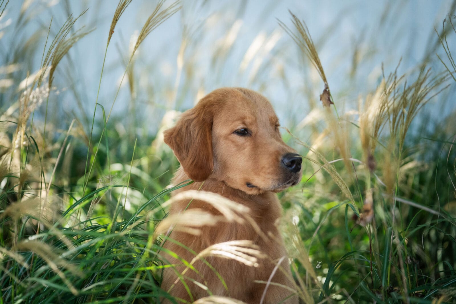 Photo of MBOSS CH Zumbro Forever’s Black Friday, a  Golden Retriever.
