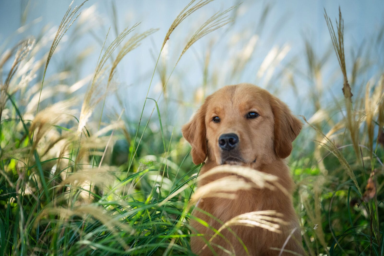 Photo of MBOSS CH Zumbro Forever’s Black Friday, a  Golden Retriever.