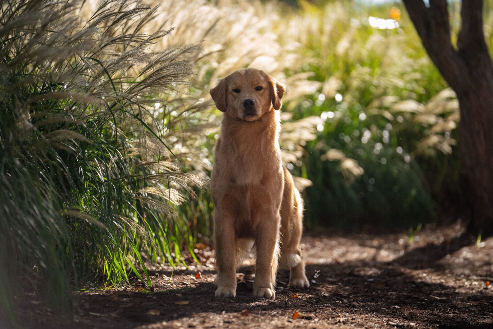 Photo of MBOSS CH Zumbro Forever’s Black Friday, a  Golden Retriever.
