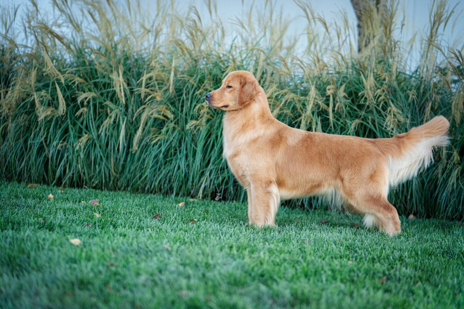 Photo of MBOSS CH Zumbro Forever’s Black Friday, a  Golden Retriever.