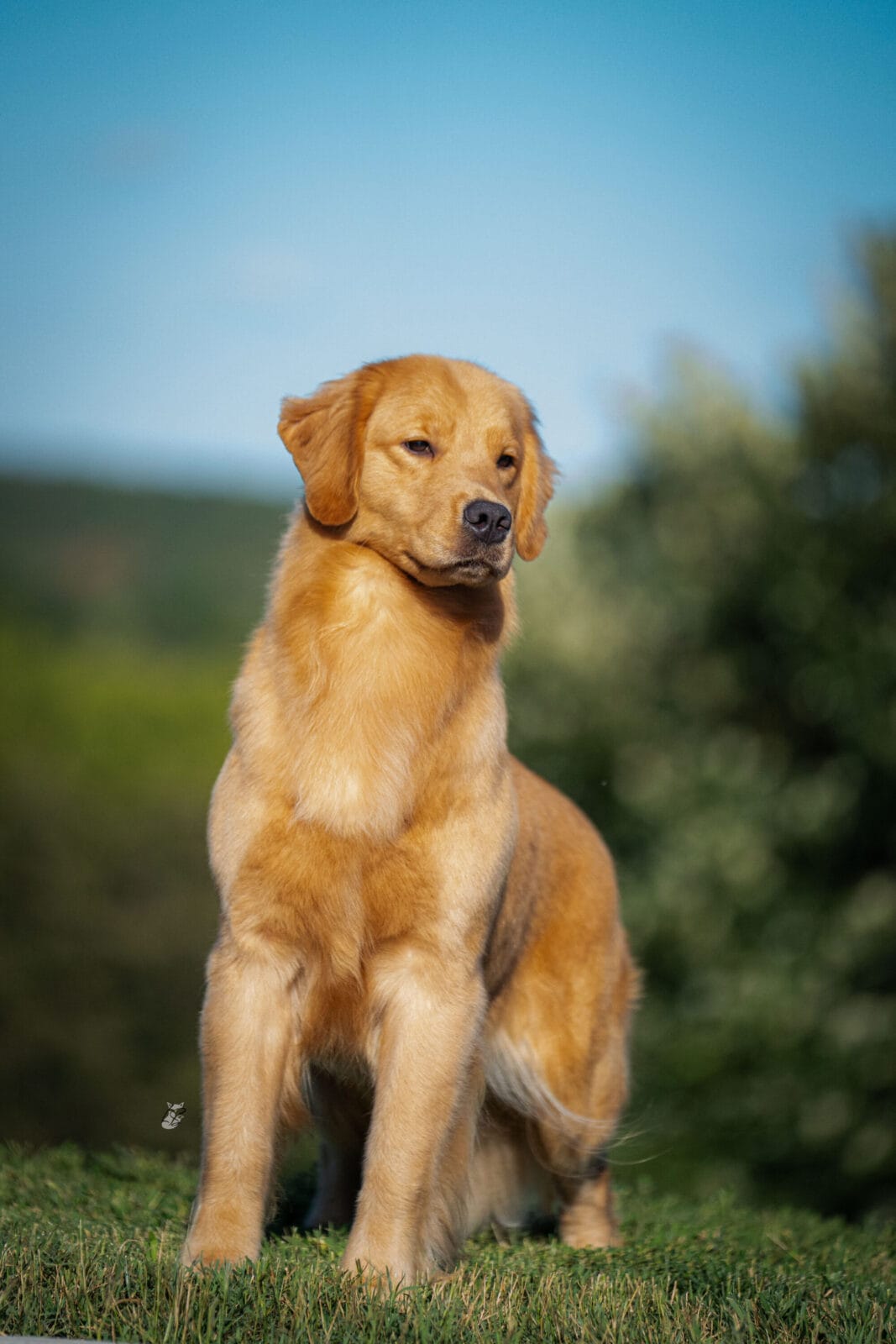 Photo of MBOSS CH Zumbro Forever’s Black Friday, a  Golden Retriever.