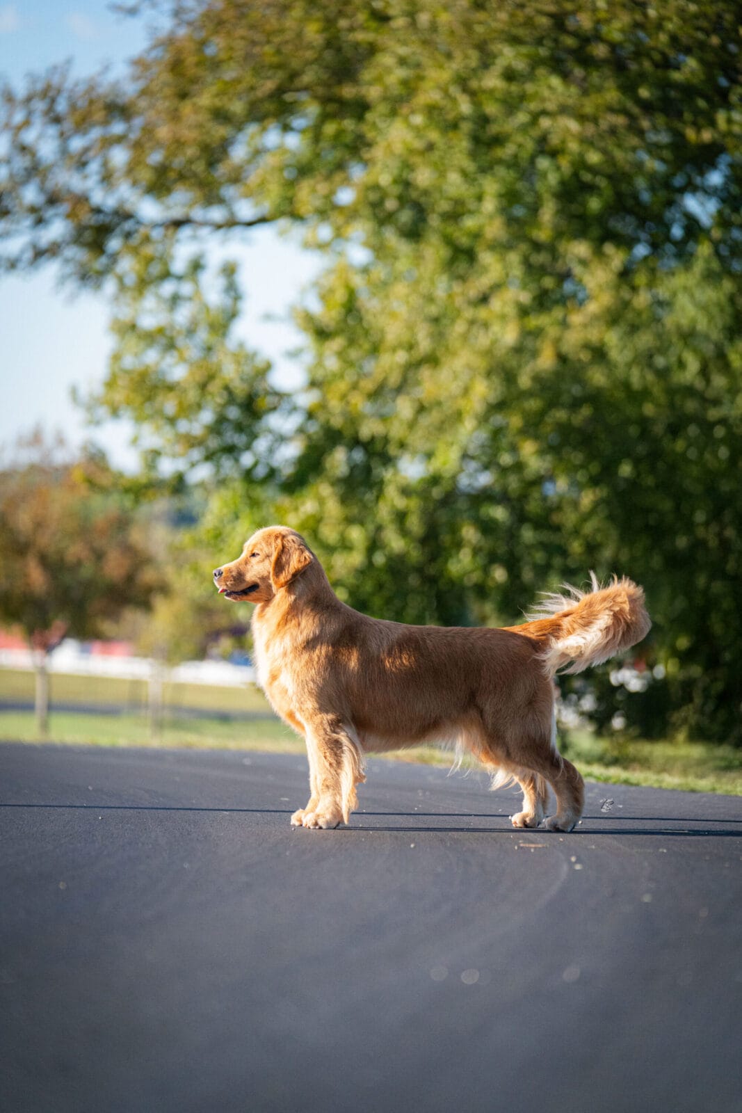 Photo of MBOSS CH Zumbro Forever’s Black Friday, a  Golden Retriever.
