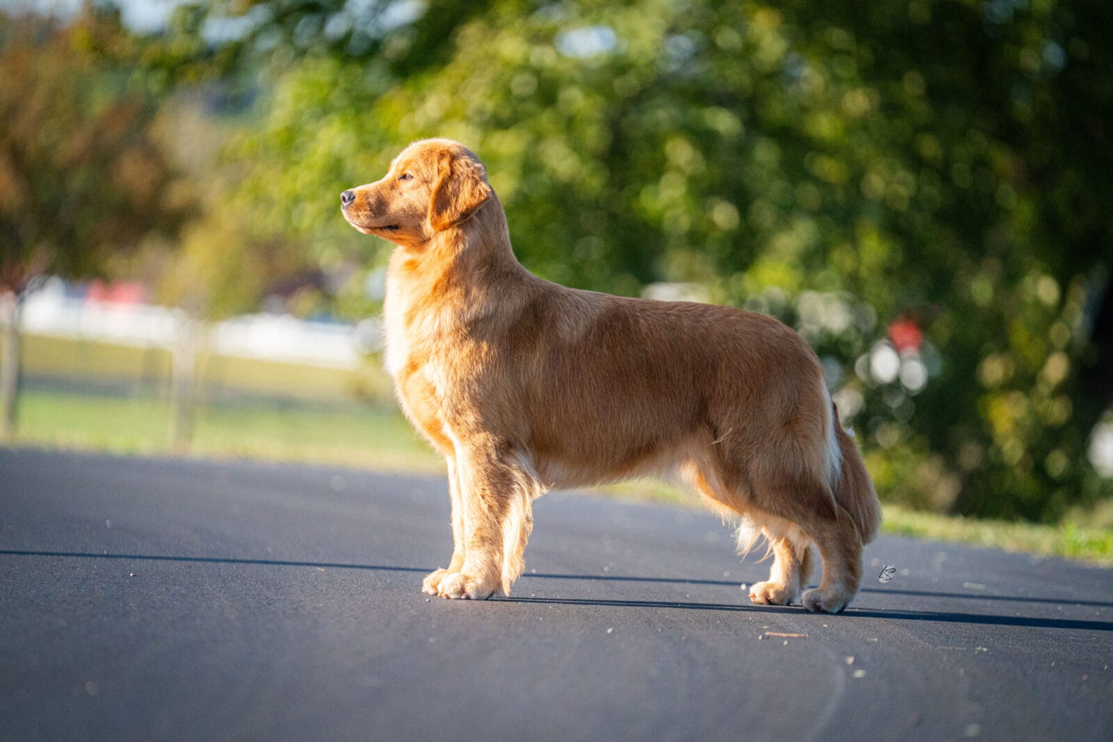 Photo of MBOSS CH Zumbro Forever’s Black Friday, a  Golden Retriever.