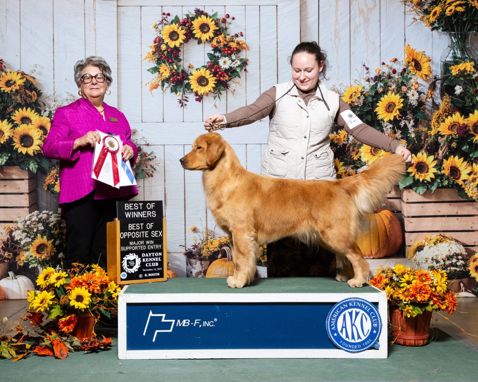 Photo of MBOSS CH Zumbro Forever’s Black Friday, a  Golden Retriever.