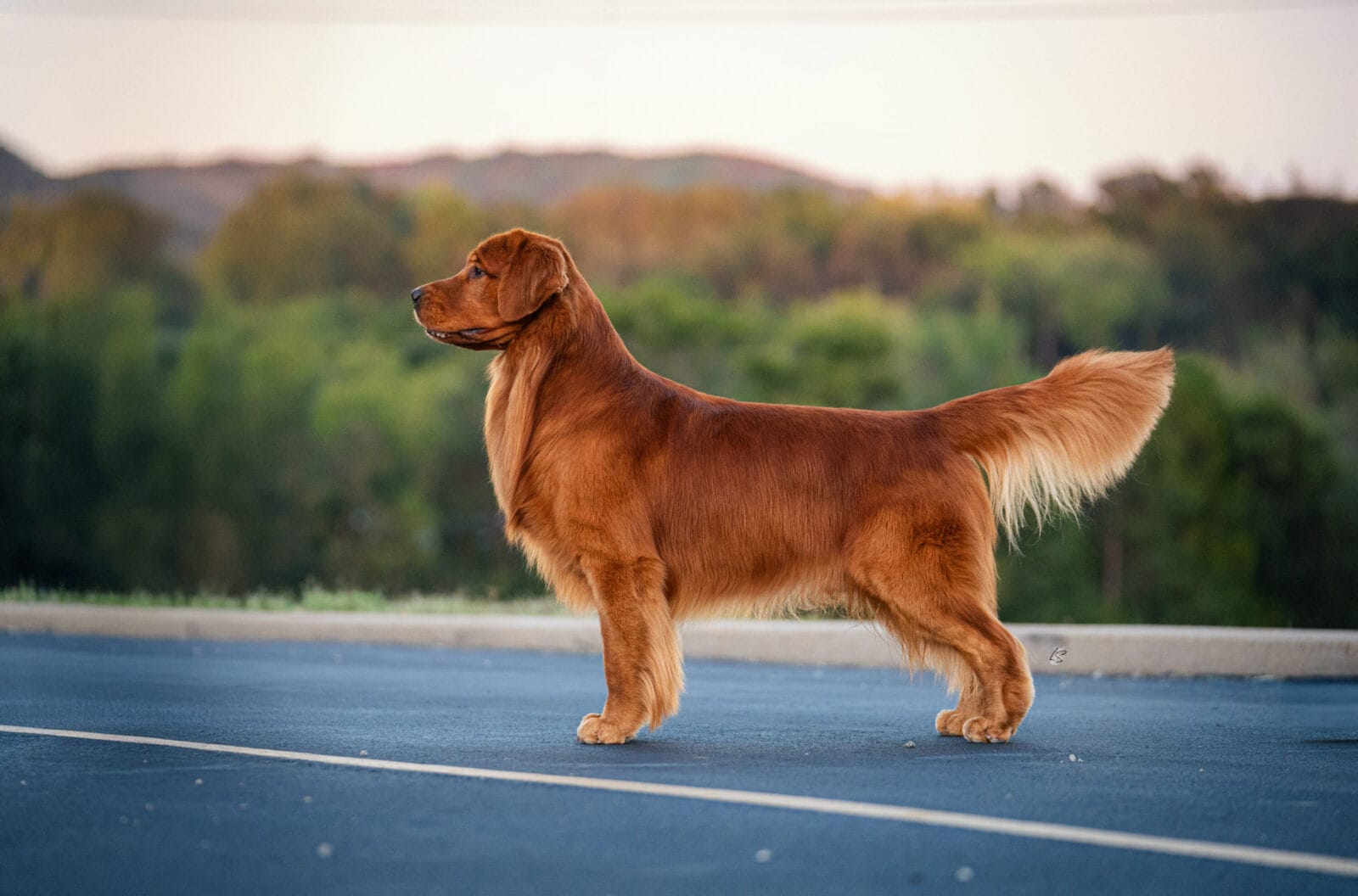 Photo of CH Forever’s HellOva View, a  Golden Retriever.