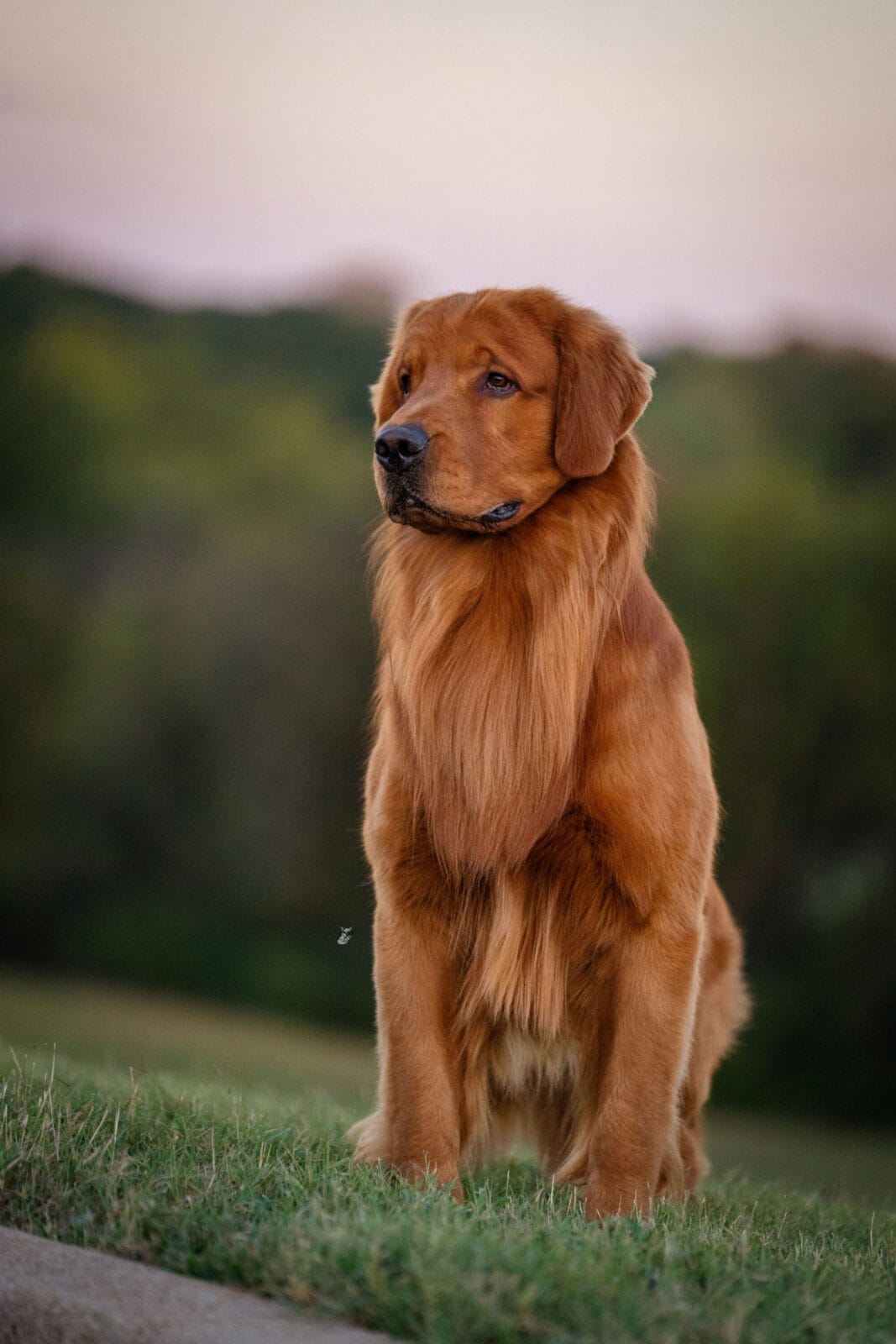 Photo of CH Forever’s HellOva View, a  Golden Retriever.