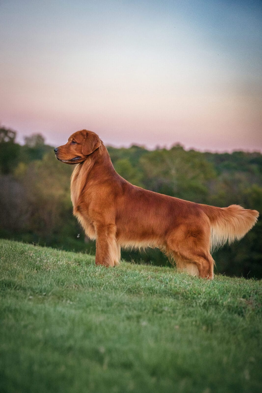 Photo of CH Forever’s HellOva View, a  Golden Retriever.