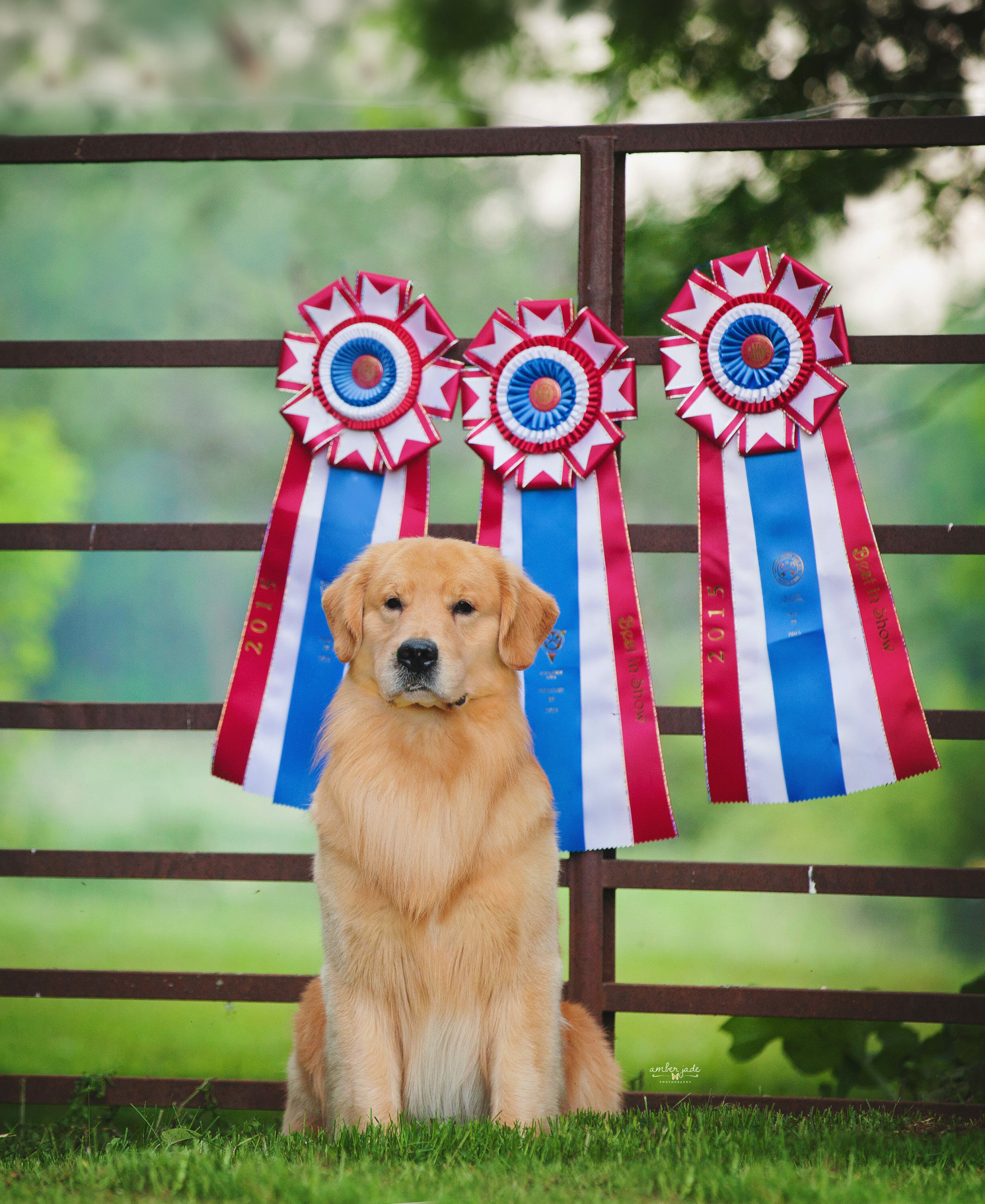 Golden Retriever with best in show ribbons