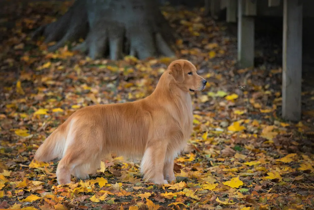 Brazilian discount golden retriever