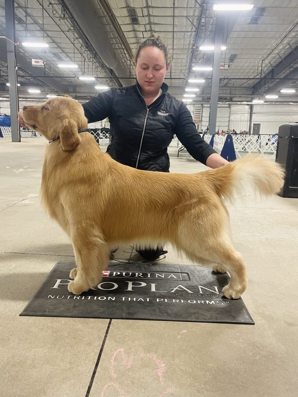Photo of BVISS CH Forever’s Dirt On My Boots CD RA CGC, a  Golden Retriever.