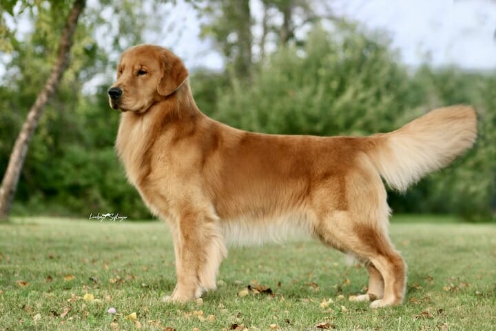 RW Forever May Contain Nuts - golden retriever