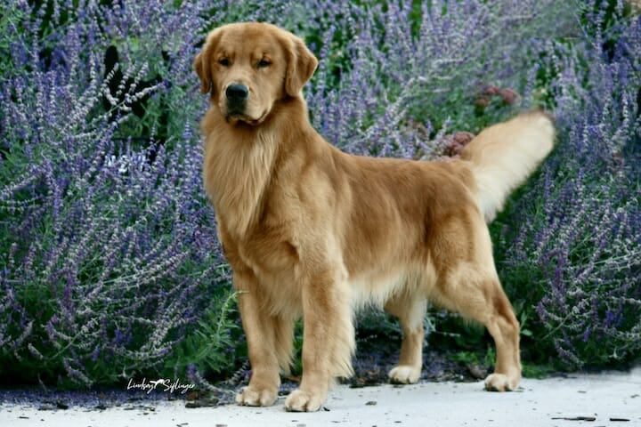 RW Forever May Contain Nuts - golden retriever