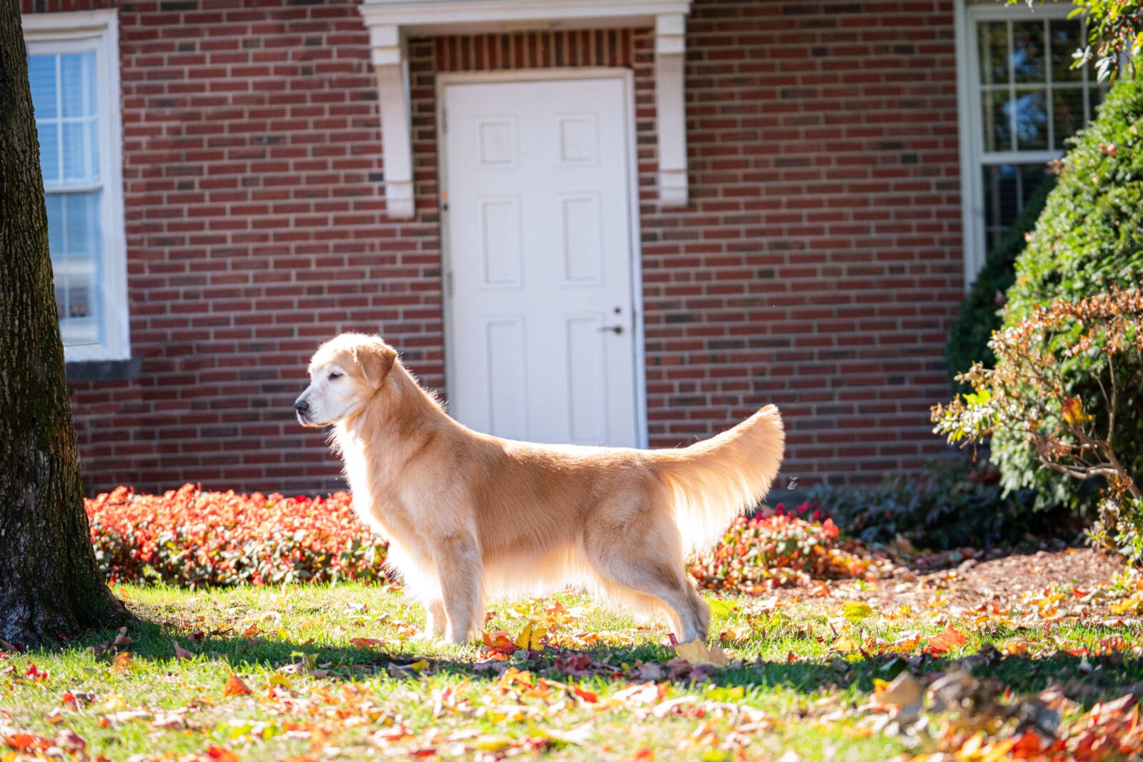 Photo of GCH Forever Garcin’s She’s The Real Thing, a  Golden Retriever.