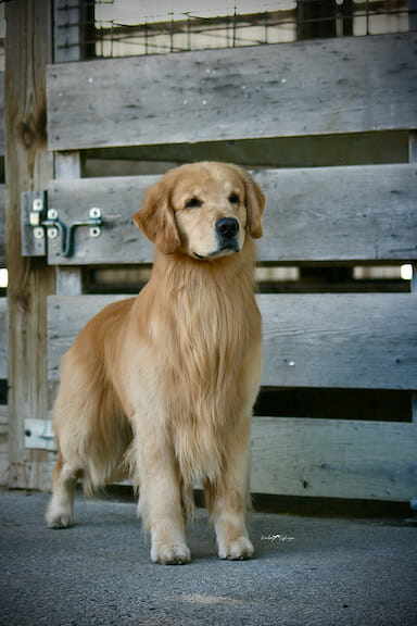 forevers Archies party goes on - golden retriever