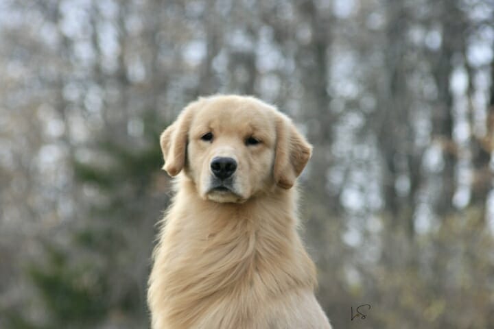 forevers dirty on my boots - golden retriever
