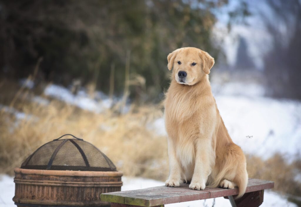 Photo of GCH Chesterfield’s Forever Lucky Charm, a  Golden Retriever.