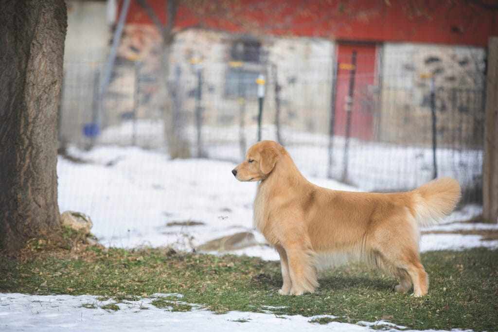 Photo of GCH Chesterfield’s Forever Lucky Charm, a  Golden Retriever.