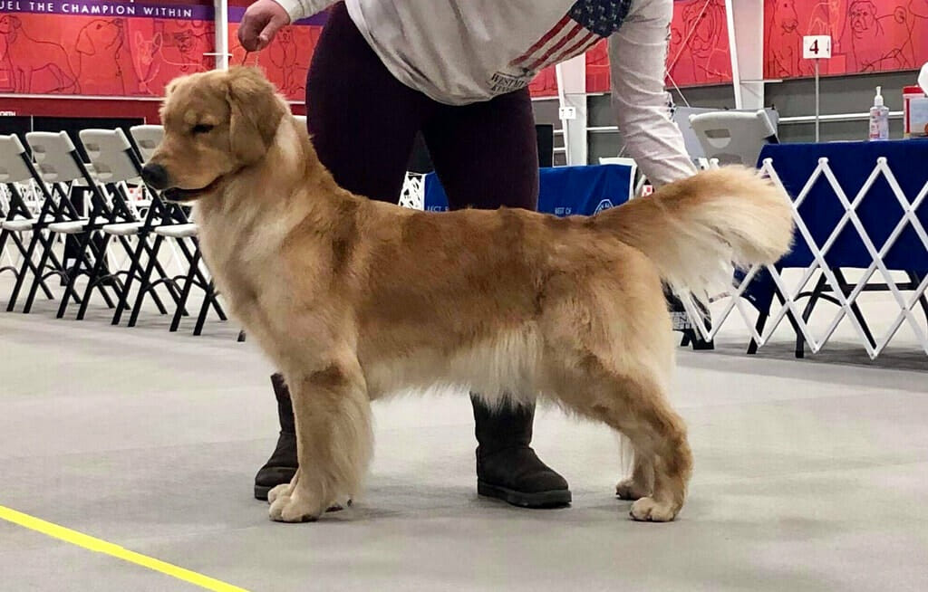 Photo of Forever’s Against All Odds CGC BN, a  Golden Retriever.