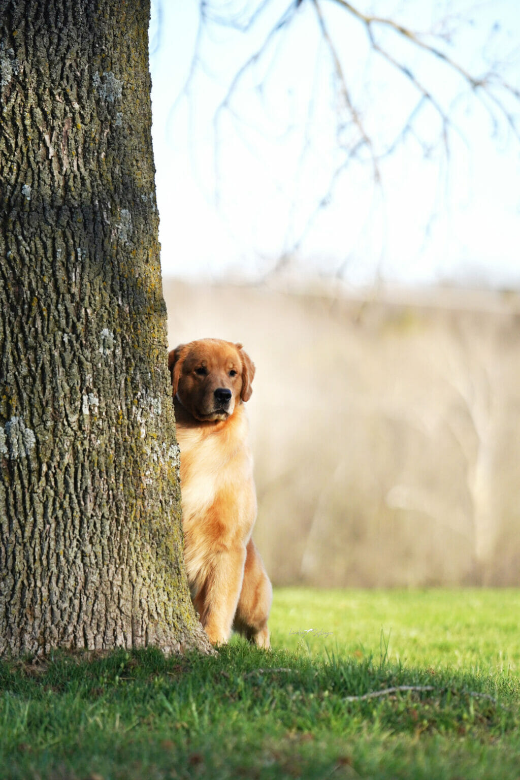Photo of BIS BISS GCHB CH Goodfield Forever Redneck Woman SDHF, a  Golden Retriever.