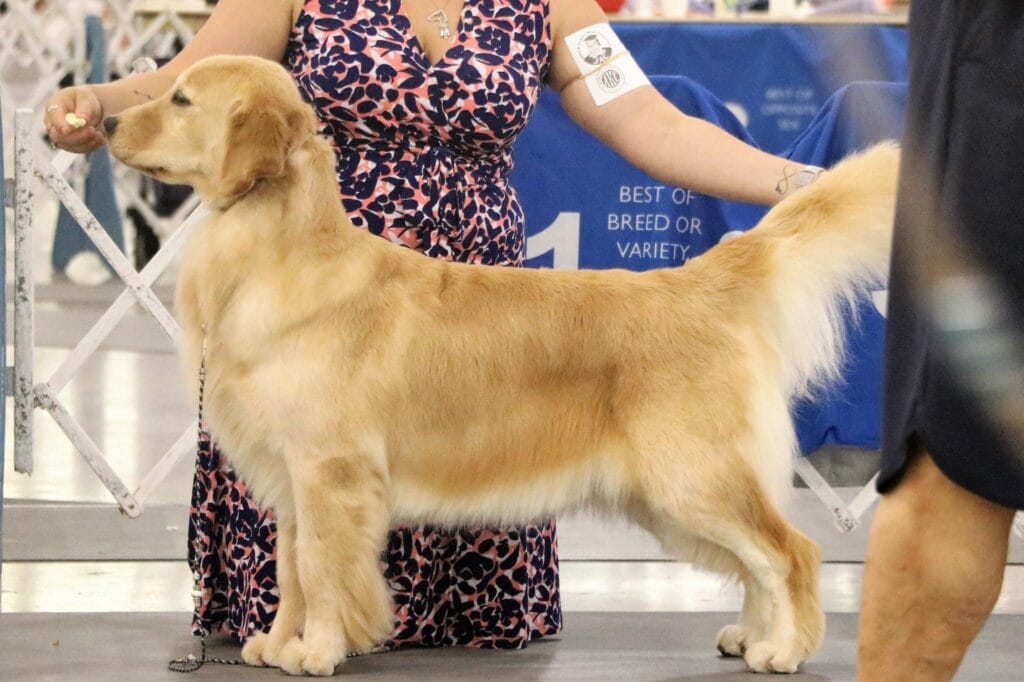 Photo of Forever’s Pretty Things Get Dirty, a  Golden Retriever.