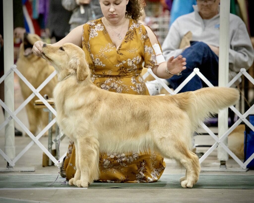 Photo of Forever’s Pretty Things Get Dirty, a  Golden Retriever.