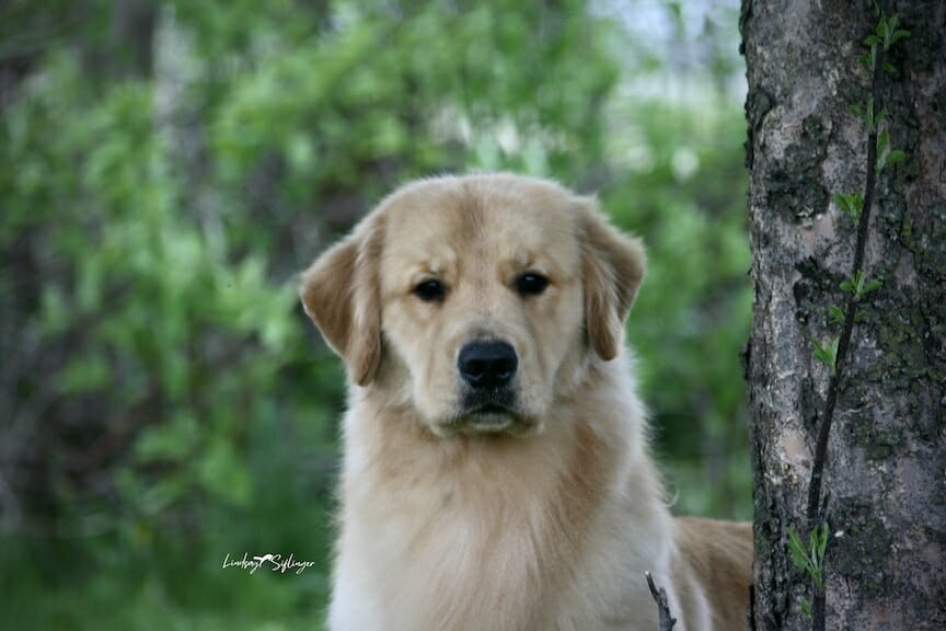 Photo of Forevers Not Just A Pretty Face, a  Golden Retriever.