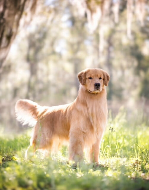 Photo of CH Forever’s Red Dirt Road CD JH WCX RN CGC CCA, a  Golden Retriever.