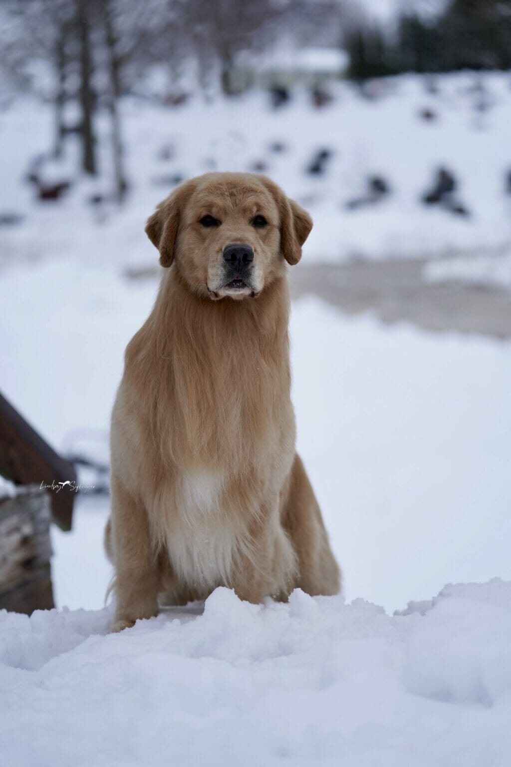 forevers one man band - golden retriever