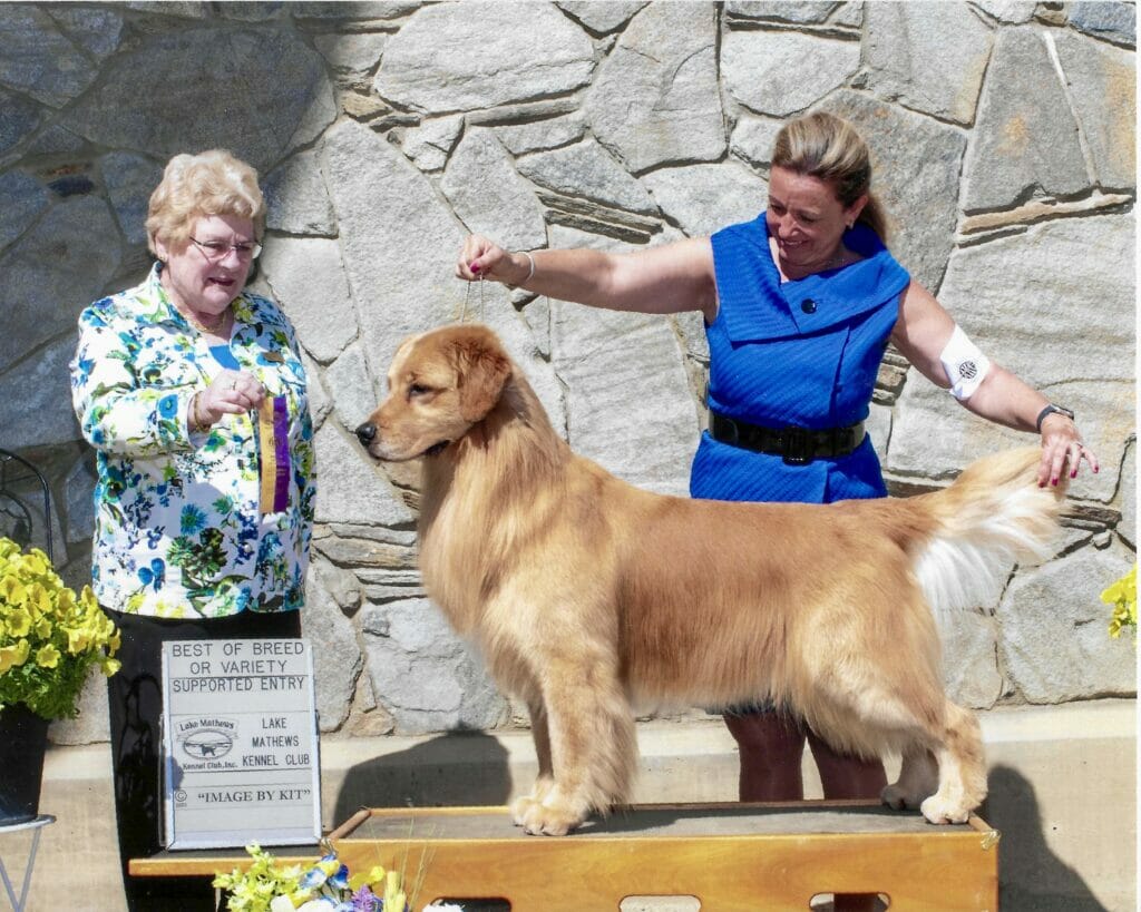 Photo of MBISS CH Forever’s One Man Band, a  Golden Retriever.