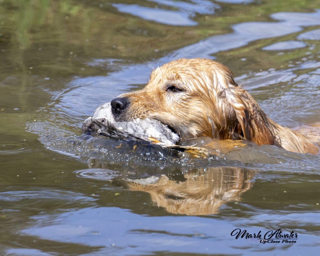 Photo of Forever Relay’s Chasin’ Nirvana SH WCX, a  Golden Retriever.