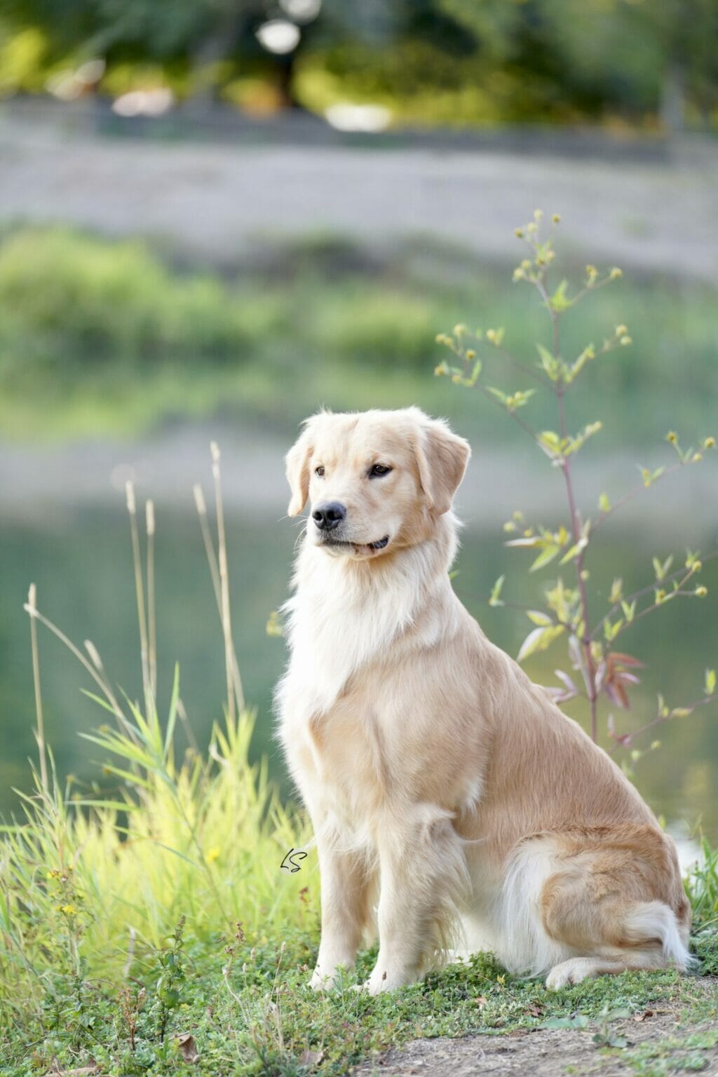 Photo of Forever Relay’s Chasin’ Nirvana SH WCX, a  Golden Retriever.