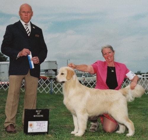 Photo of MBIS MBISS CN CH/AM CH Chateau’s Think Big, a  Golden Retriever.