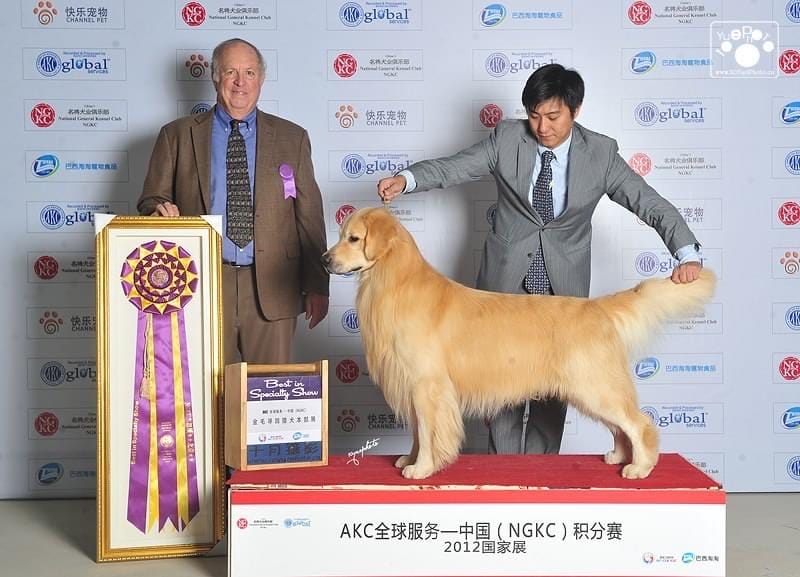 Photo of MBIS MBISS CN CH/AM CH Chateau’s Think Big, a  Golden Retriever.